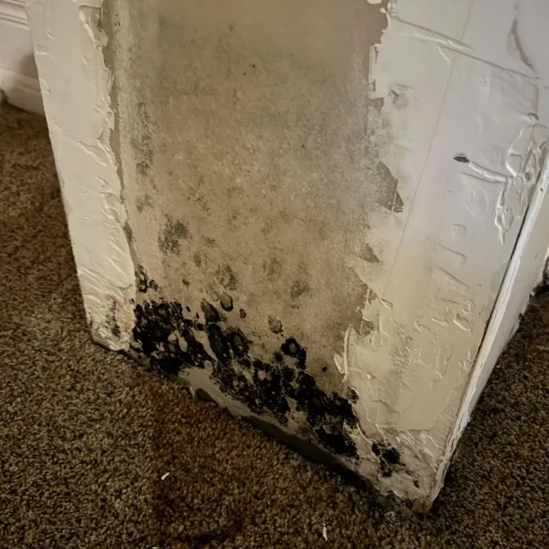 Professional Mold Removal in Circleville, OH